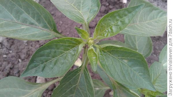 30 мая. Сладкий перец «Большая семья» - бутоны