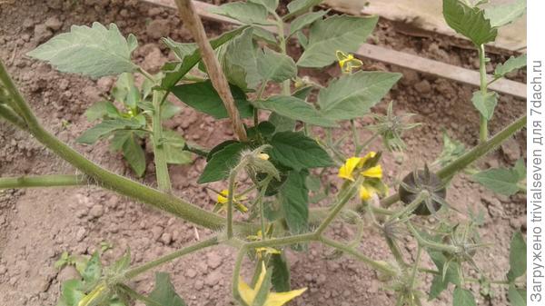 10 июня ББ «Блэк бьюти» продолжает массово завязывать плоды