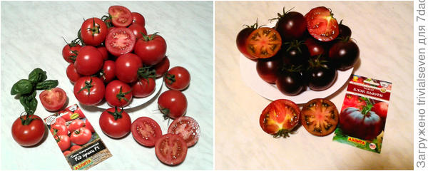 Томаты «Ред принц» F1 и "Блэк бьюти"