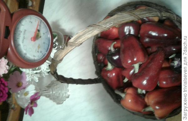 16 сентября. Сладкий перец «Большая семья». Взвешивание