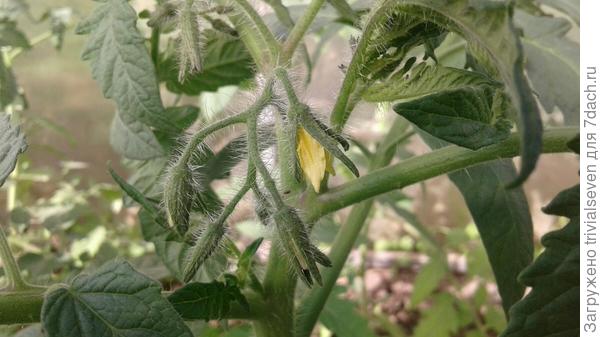 5 июня вот-вот зацветет «Ред принц» F1