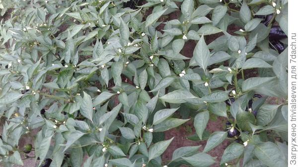 Кружева из цветущего сладкого перца от «Аэлиты» «Черный бриллиант» и «Большая семья»