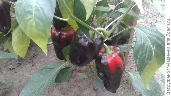 15 августа. Сладкий перец «Черный бриллиант»