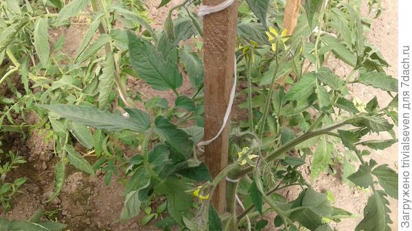 7 июня. Активная фаза цветения у «Блэк бьюти»