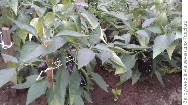 13 августа. Сладкий перец «Черный бриллиант»