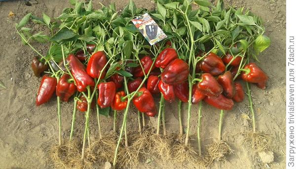 16 сентября. Сладкий перец «Черный бриллиант»