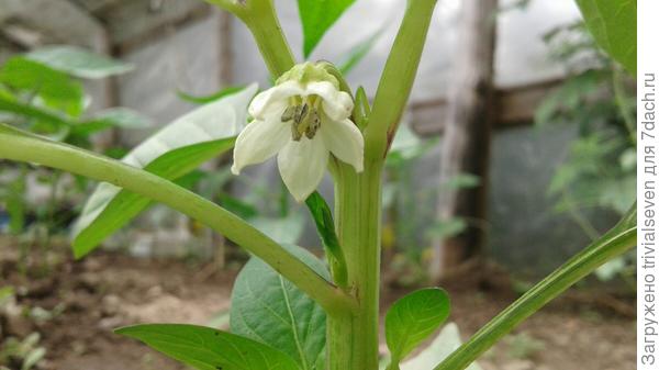 Фото 19 июня. Первый цветок. Сладкий перец «Большая семья» - 82 дня от первых всходов