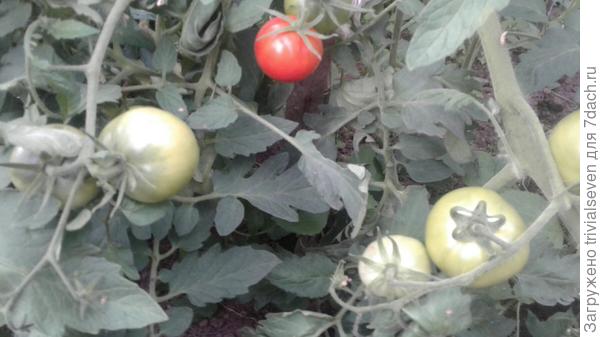 21 июля. Первый спелый "Ред принц" F1 - 120 дней от всходов