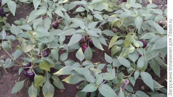 13 августа. Сладкий перец «Большая семья»