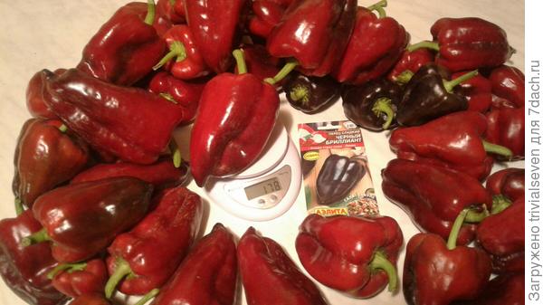 Сладкий перец «Черный бриллиант» на весах
