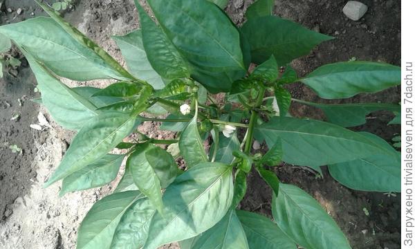 24 июня. Первые завязи сладкого перца «Черный бриллиант» - 92дня от первых всходов