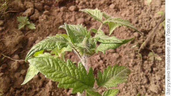 14 мая. Цветочные бутоны у «Блэк бьюти»