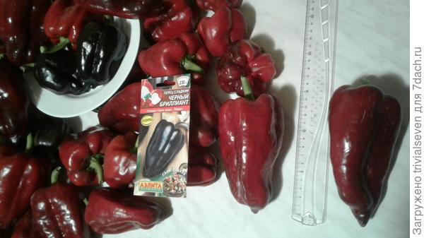 Сладкий перец «Черный бриллиант»