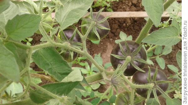 19 июня. Завязи у «Блэк бьюти» продолжают наливаться