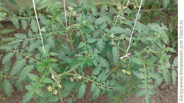 14 июня цветение «Ред принц» F1