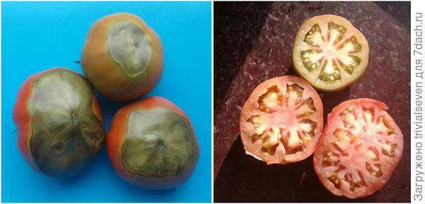 21 июля Вот такие плоды у первого псевдо «Блэк бьюти»