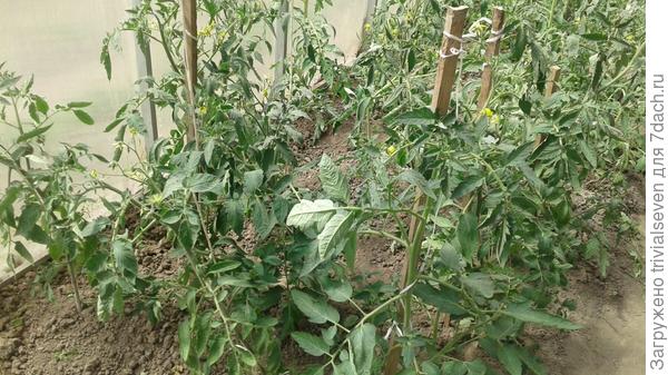 10 июня. «Блэк бьюти" до пасынкования