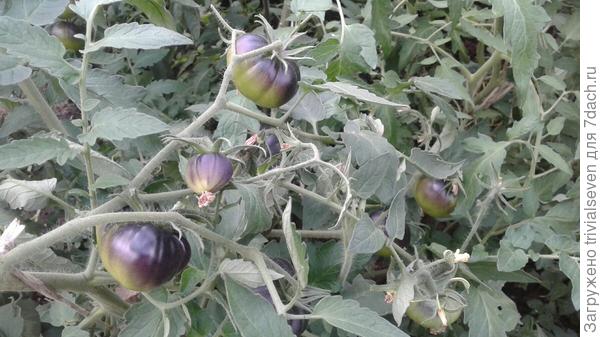 10 июля. «Блэк бьюти»