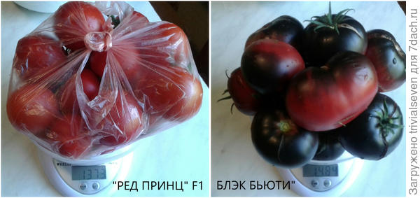 Томаты на весах. Первый сбор