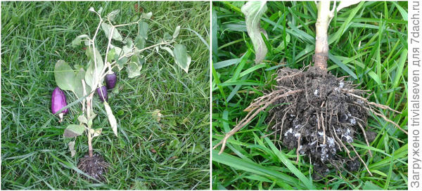 5 августа. Сладкий перец «Большая семья» начал болеть.