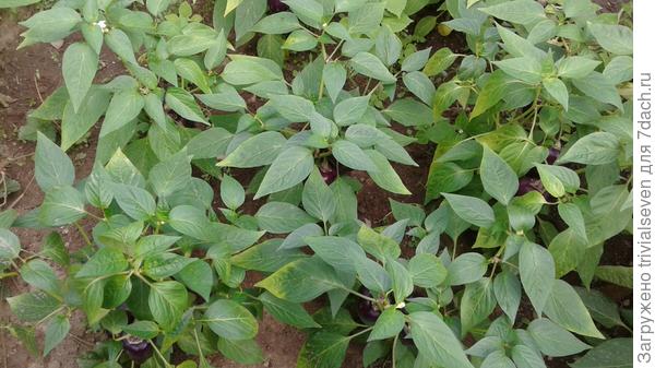 3 августа. Сладкий перец «Большая семья»