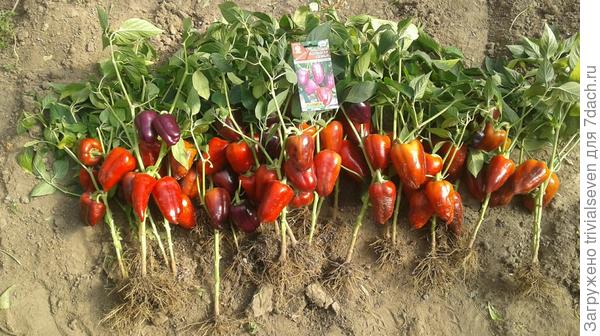 Сладкий перец «Большая семья»