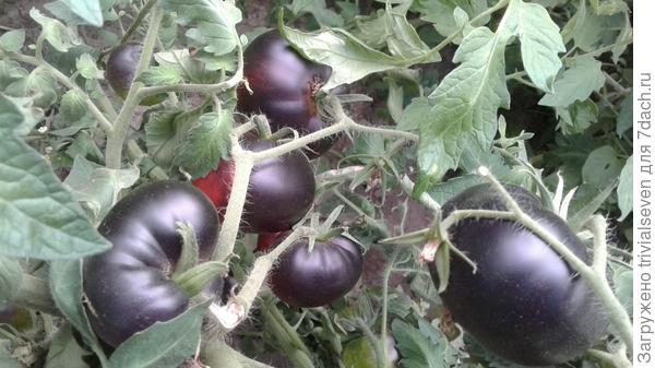 "Блэк бьюти" - спелые плоды