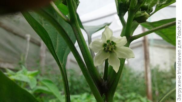 Фото 19 июня. Первый цветок. Сладкий перец «Черный бриллиант» - 87 дней от первых всходов