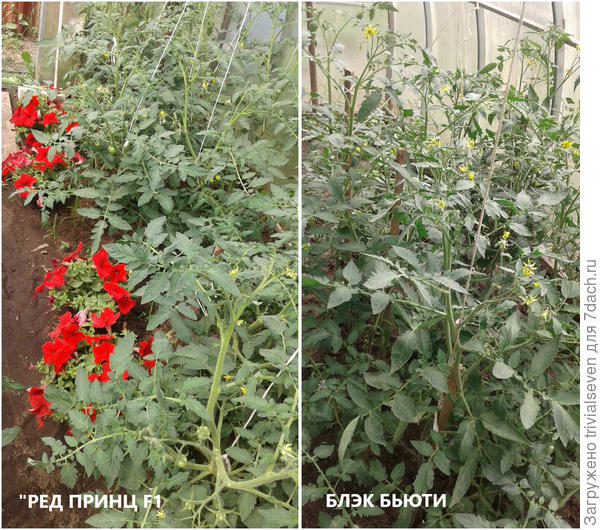 19 июня. У «Ред принц» F1 - массовые завязи