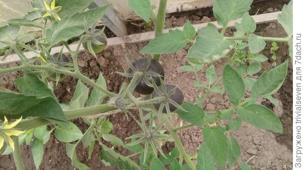 14 июня. Завязи «Блэк бьюти» подрастают