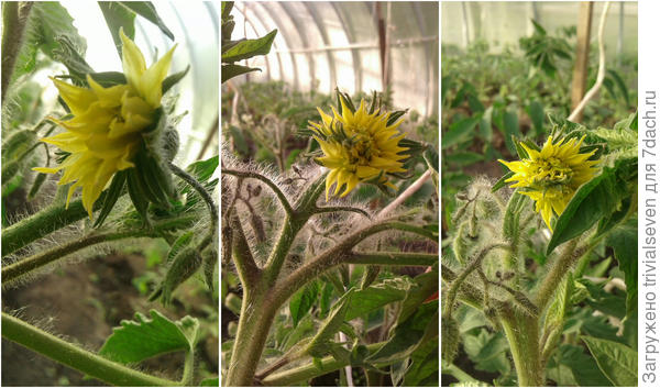 Цветение «Блэк бьюти» просто завораживает