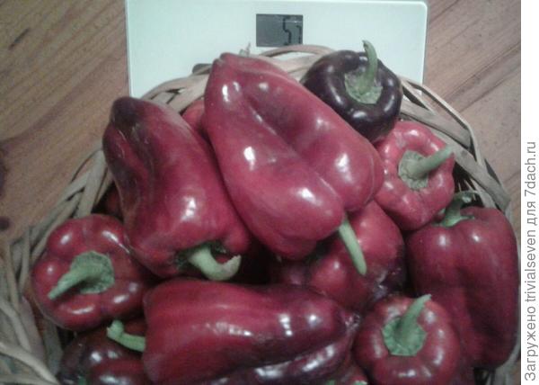 16 сентября. Сладкий перец «Черный бриллиант». Взвешивание
