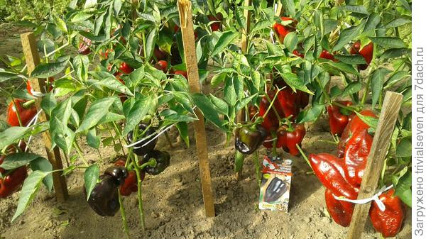 16 сентября. Сладкий перец «Черный бриллиант»