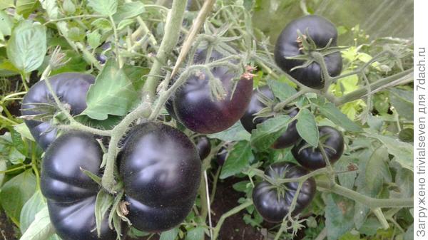 9 августа. «Блэк бьюти»