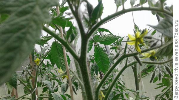 4 июня. Массовое цветение «Блэк бьюти»