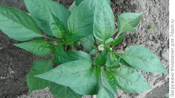 19 июня. Сладкий перец «Черный бриллиант»