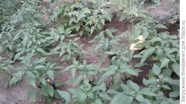 17 июля. «Большая семья». Массовое цветение и завязывание плодов - 110 дней от первых всходов