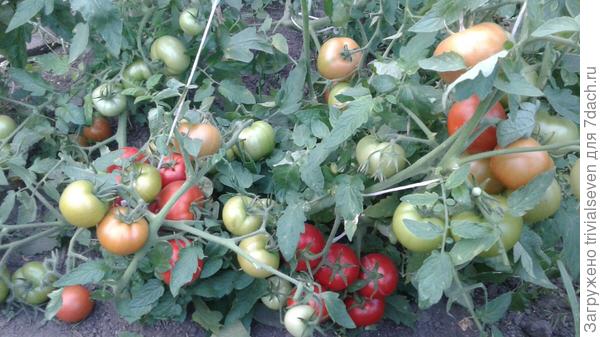 9 августа. «Рэд принц» F1