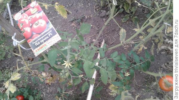 30 сентября. Растение в конце вегетации. «Ред принц» F1