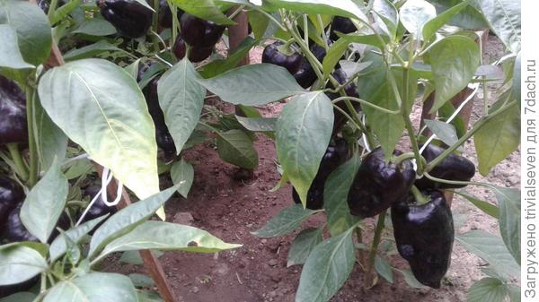 3 августа. Сладкий перец «Черный бриллиант»