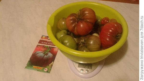 Последние плоды «Блэк бьюти»