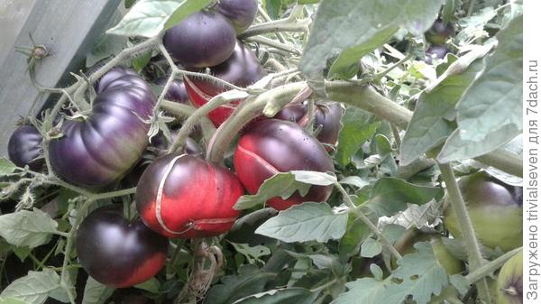 3 августа. «Блэк бьюти». Плоды трескаются, но очень красивые