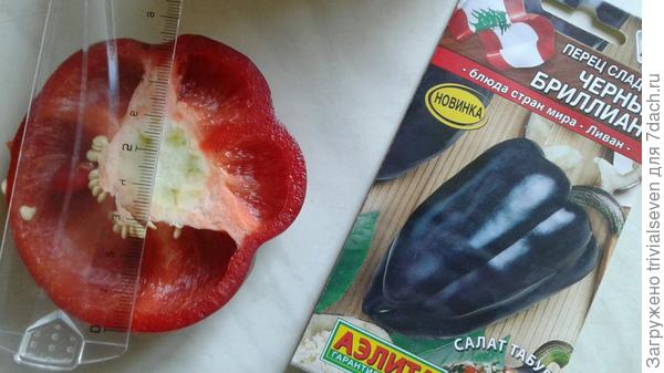 Сладкий перец «Черный бриллиант». Замеры толщины стенки