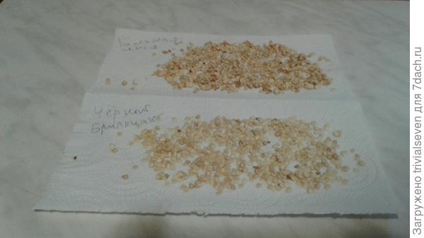 Семена сладких перцев «Черный бриллиант» и «Большая семья»