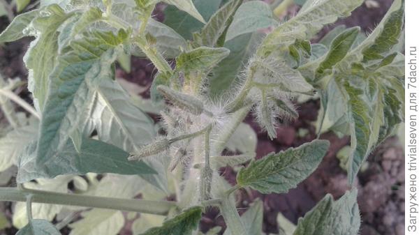 Фото 31 мая Бутонизация томата «Ред принц» F1 идет полным ходом. Ждем первый цветок