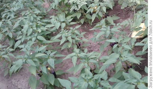 17 июля. ‘Большая семья». Биологическая спелость плодов — 110 дней от первых всходов