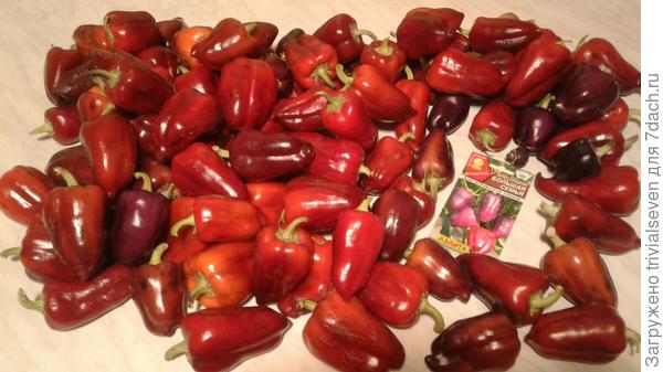 Сладкий перец «Большая семья»