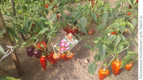 Сладкий перец «Большая семья»