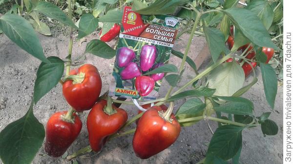 Сладкий перец «Большая семья»