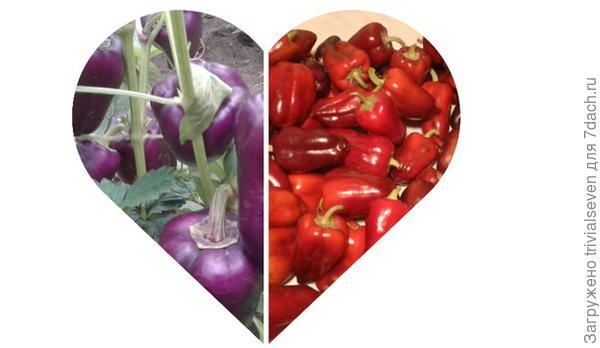 Сладкий перец «Большая семья»